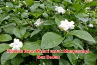 Khasiat Daun Melati untuk Mengurangi Bau Badan
