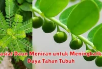 Khasiat Daun Meniran untuk Meningkatkan Daya Tahan Tubuh