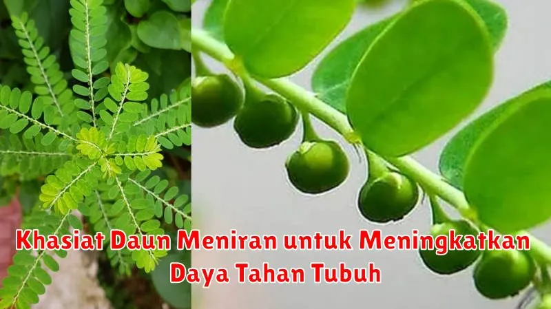 Khasiat Daun Meniran untuk Meningkatkan Daya Tahan Tubuh