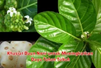 Khasiat Daun Noni untuk Meningkatkan Daya Tahan Tubuh
