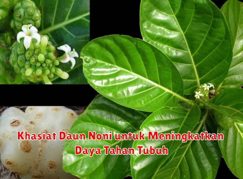 Khasiat Daun Noni untuk Meningkatkan Daya Tahan Tubuh