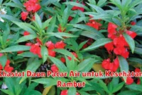 Khasiat Daun Pacar Air untuk Kesehatan Rambut