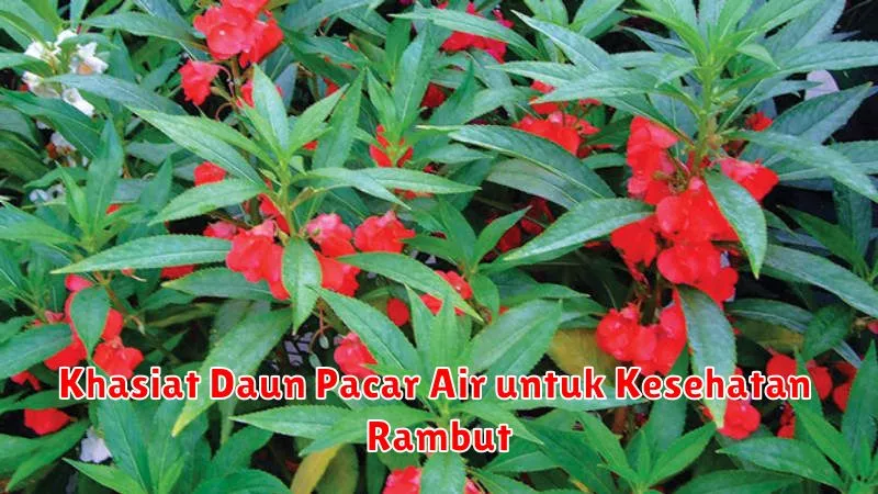 Khasiat Daun Pacar Air untuk Kesehatan Rambut