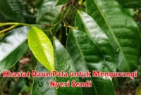 Khasiat Daun Pala untuk Mengurangi Nyeri Sendi