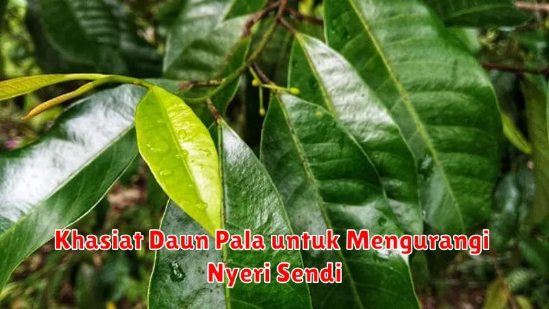 Khasiat Daun Pala untuk Mengurangi Nyeri Sendi