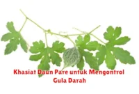 Khasiat Daun Pare untuk Mengontrol Gula Darah