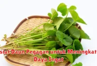 Khasiat Daun Pegagan untuk Meningkatkan Daya Ingat