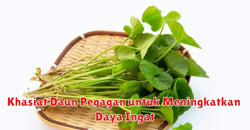 Khasiat Daun Pegagan untuk Meningkatkan Daya Ingat