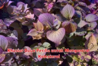 Khasiat Daun Perilla untuk Mengontrol Kolesterol