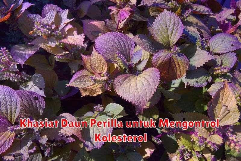 Khasiat Daun Perilla untuk Mengontrol Kolesterol