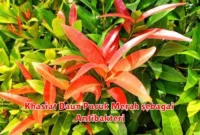 Khasiat Daun Pucuk Merah sebagai Antibakteri