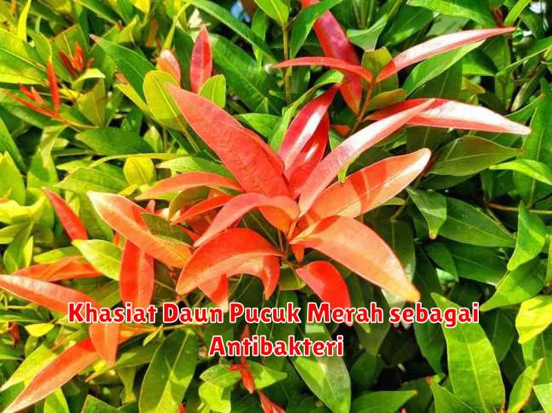 Khasiat Daun Pucuk Merah sebagai Antibakteri