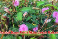 Khasiat Daun Putri Malu untuk Radang