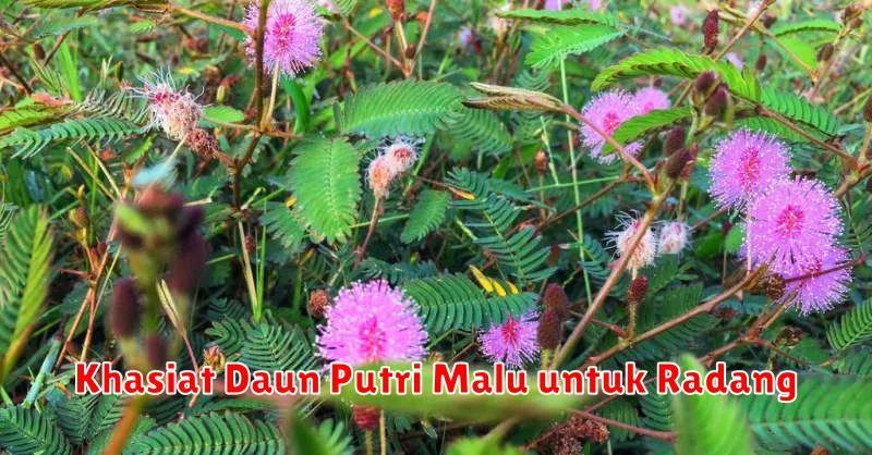 Khasiat Daun Putri Malu untuk Radang