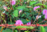 Khasiat Daun Putri Malu untuk Mengobati Luka