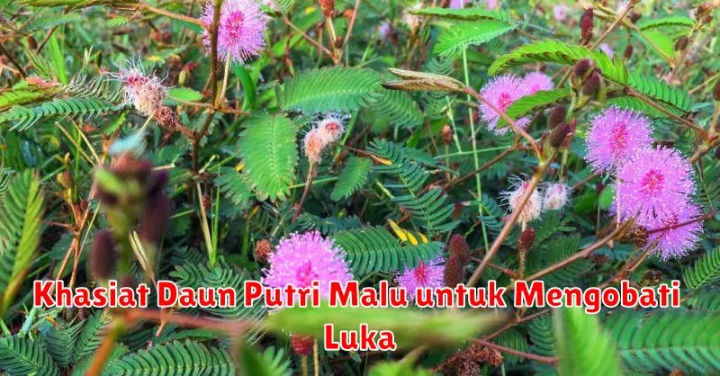 Khasiat Daun Putri Malu untuk Mengobati Luka