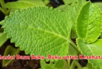 Khasiat Daun Ruku-Ruku untuk Kesehatan