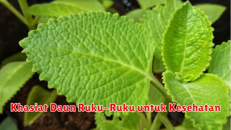 Khasiat Daun Ruku-Ruku untuk Kesehatan