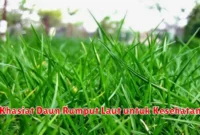 Khasiat Daun Rumput Laut untuk Kesehatan