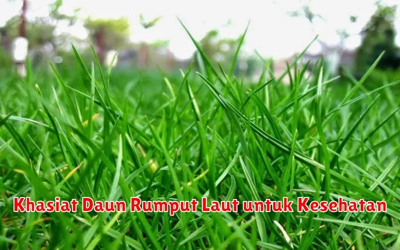 Khasiat Daun Rumput Laut untuk Kesehatan
