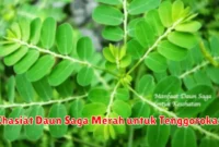 Khasiat Daun Saga Merah untuk Tenggorokan