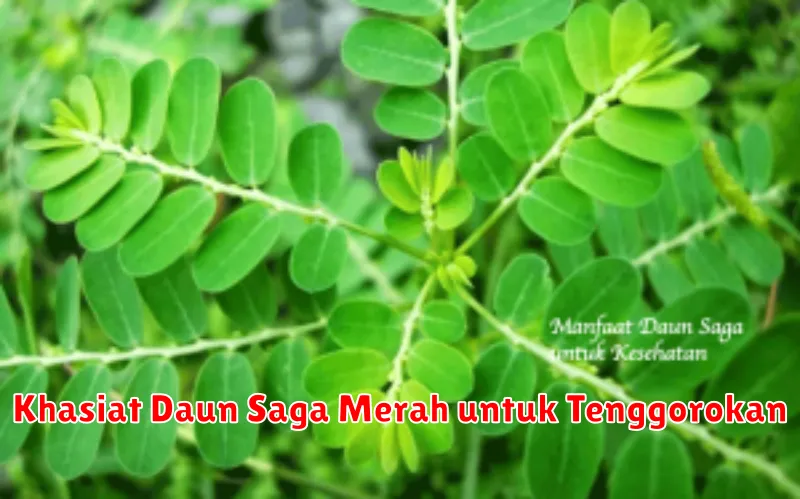 Khasiat Daun Saga Merah untuk Tenggorokan