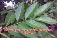 Khasiat Daun Salam untuk Menurunkan Kolesterol