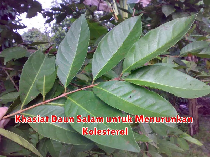 Khasiat Daun Salam untuk Menurunkan Kolesterol