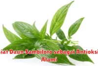 Khasiat Daun Sambiloto sebagai Antioksidan Alami