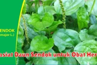 Khasiat Daun Sendok untuk Obat Herbal