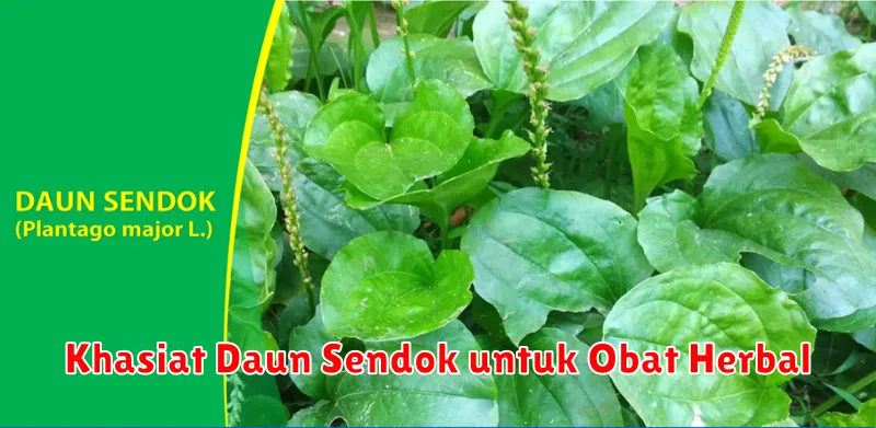 Khasiat Daun Sendok untuk Obat Herbal