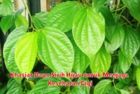 Khasiat Daun Sirih Hijau untuk Menjaga Kesehatan Gigi