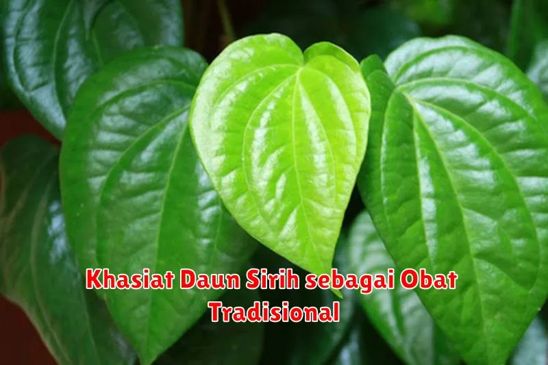 Khasiat Daun Sirih sebagai Obat Tradisional