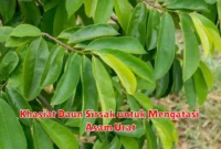 Khasiat Daun Sirsak untuk Mengatasi Asam Urat