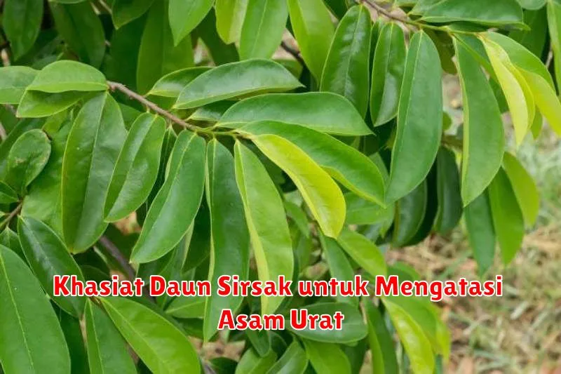 Khasiat Daun Sirsak untuk Mengatasi Asam Urat