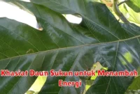 Khasiat Daun Sukun untuk Menambah Energi