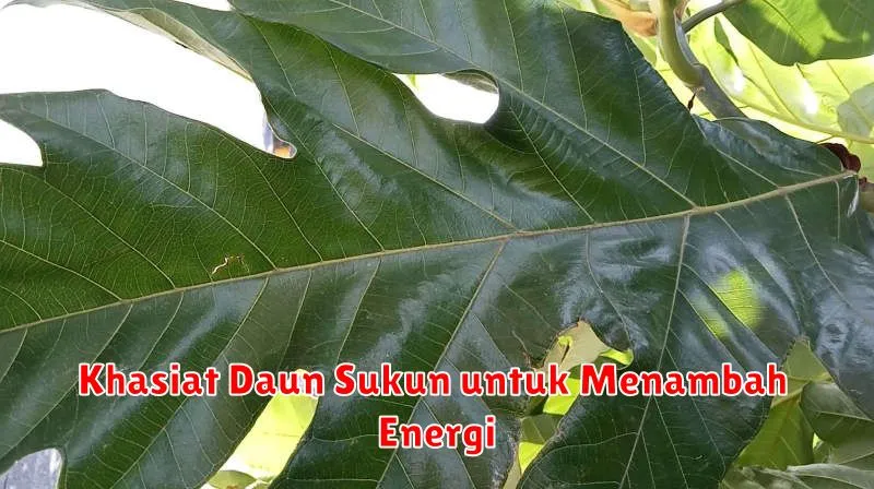Khasiat Daun Sukun untuk Menambah Energi