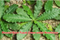 Khasiat Daun Tapak Liman untuk Kesehatan