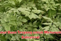 Khasiat Daun Tespong untuk Menurunkan Kolesterol