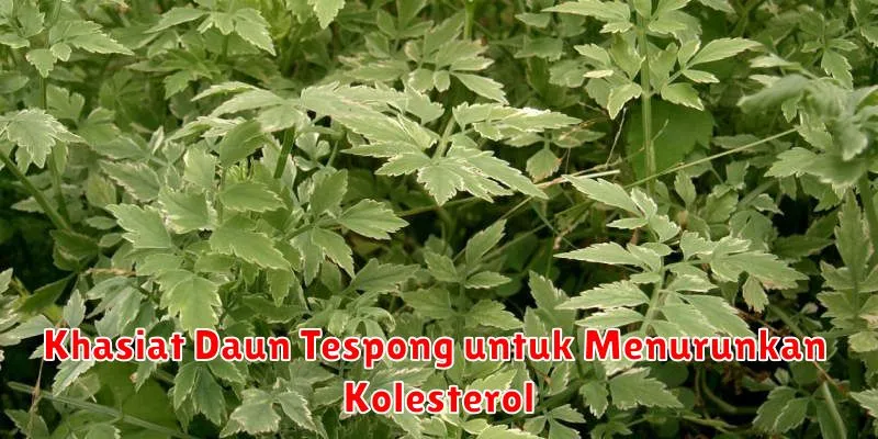 Khasiat Daun Tespong untuk Menurunkan Kolesterol