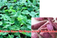 Khasiat Daun Ubi Ungu untuk Antioksidan