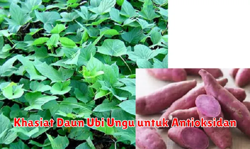 Khasiat Daun Ubi Ungu untuk Antioksidan