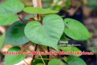 Khasiat Daun Waru untuk Obat Tradisional