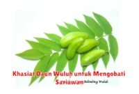 Khasiat Daun Wuluh untuk Mengobati Sariawan