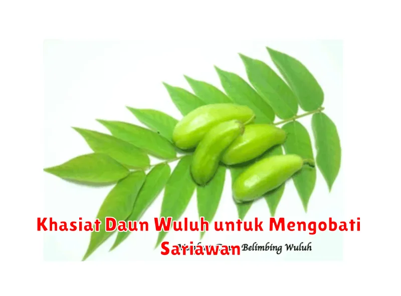 Khasiat Daun Wuluh untuk Mengobati Sariawan