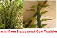 Khasiat Daun Zigzag untuk Obat Tradisional