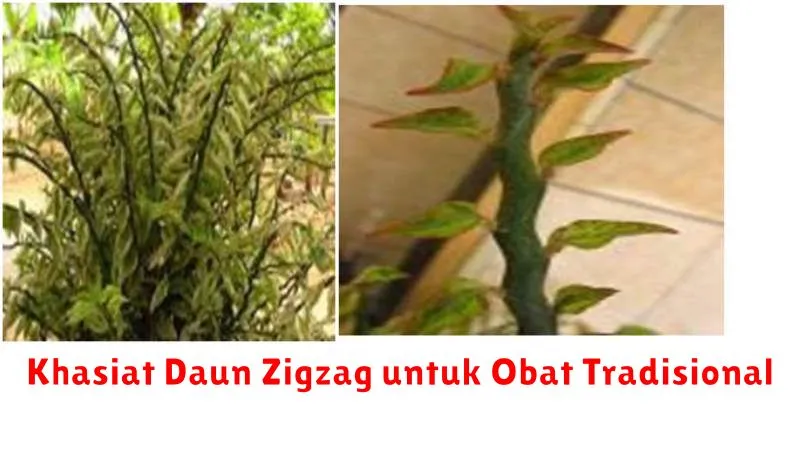 Khasiat Daun Zigzag untuk Obat Tradisional