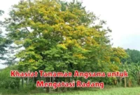 Khasiat Tanaman Angsana untuk Mengatasi Radang