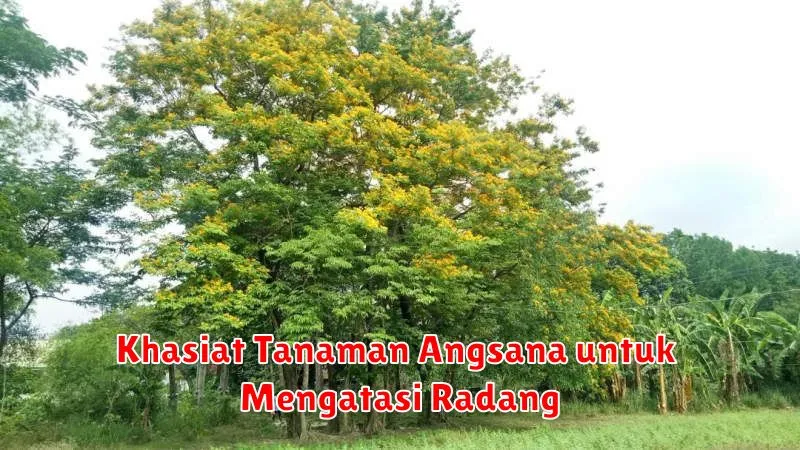 Khasiat Tanaman Angsana untuk Mengatasi Radang