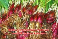 Khasiat Tanaman Bawang Dayak untuk Mengatasi Kolesterol